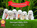 Jual Samoyed Puppies Betina Super Quality