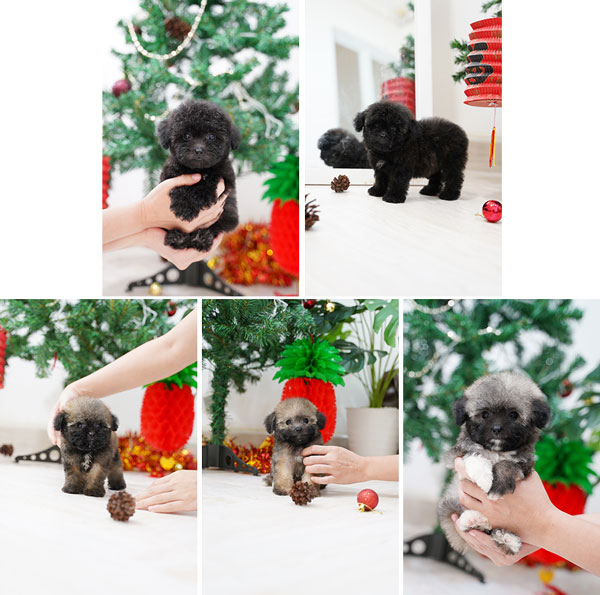 Tiny Toy Poodle Puppy Korean Look