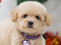 Tiny Toy Poodle Puppy Korean Look Fawn Apricot