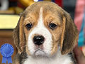 Anjing Beagle Good Quality & Show Prospect