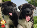 Dijual 2 Puppies American Akita