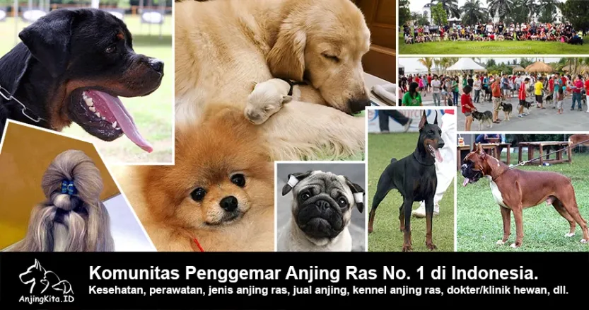 Tentang Kami
