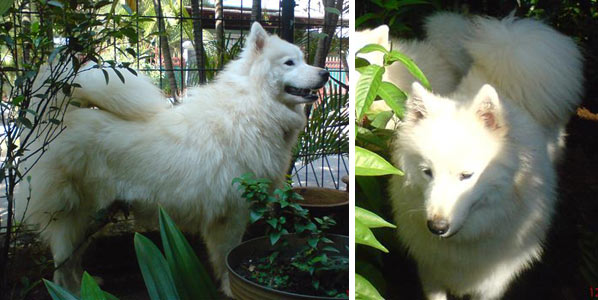 Samoyed Hilang Di Kemanggisan