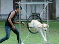 Liputan Fun Together With Labrador Retriever (IV)