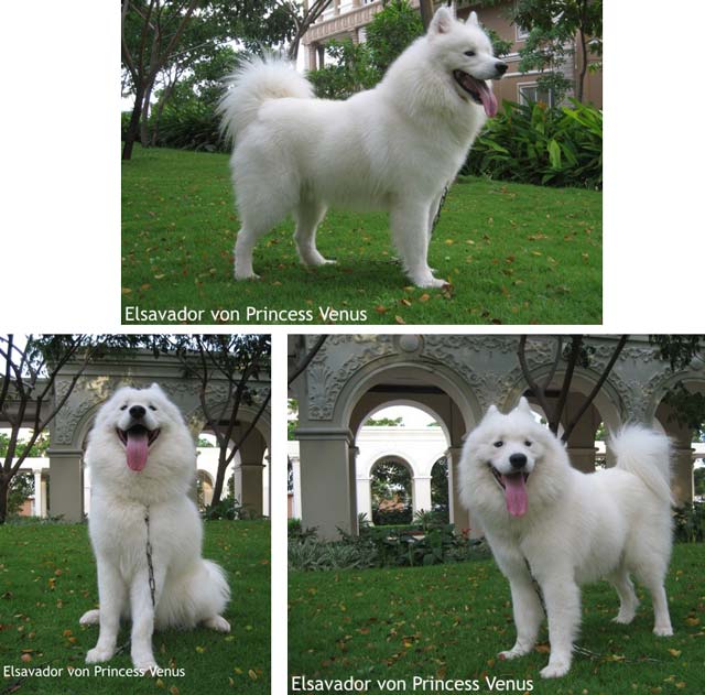 Elsavador von Princess Venus