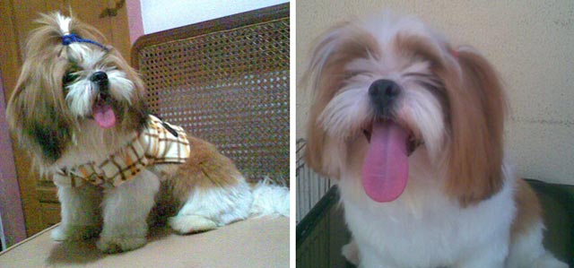 Shih Tzu Hilang Di Tanjung Duren Jakarta Barat