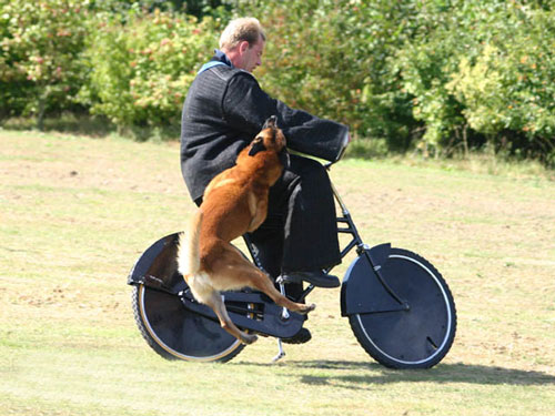 Anjing Belgian Malinois