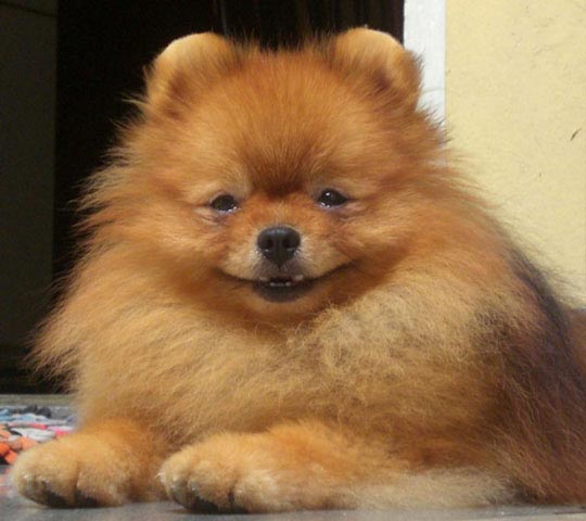 Amazing Grace Piere Cardin