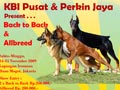 KBI & Perkin Jaya Back To Back & All Breed