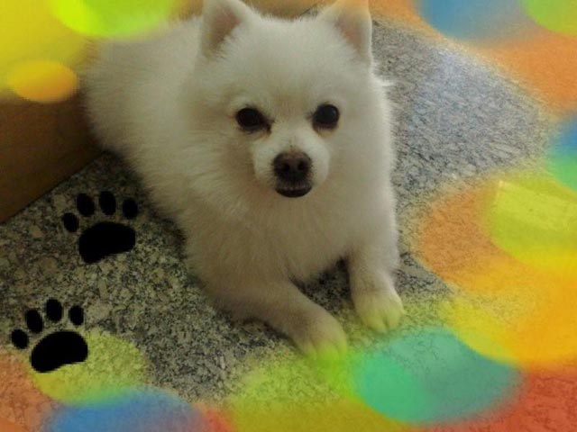 Pomeranian Hilang Di Puri Indah