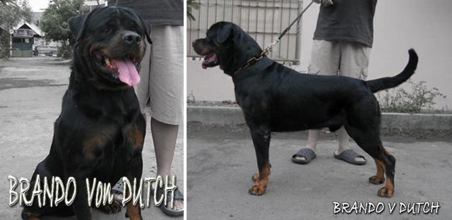 Brando von Dutch