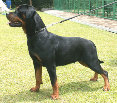 Rottweiler Von Himalaya