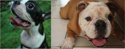 Boston & Bulldog Hilang Di Bintaro