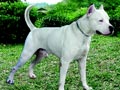De Hitler Kennel