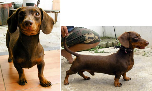 Haagen Dasz Falko SS