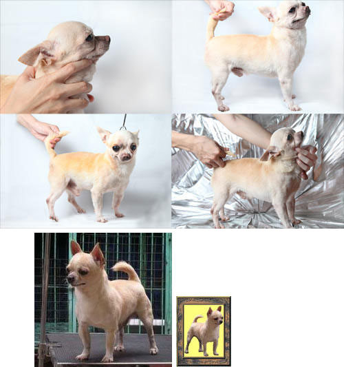 Chico Von Luvi