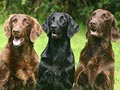 Flat Coated Retriever