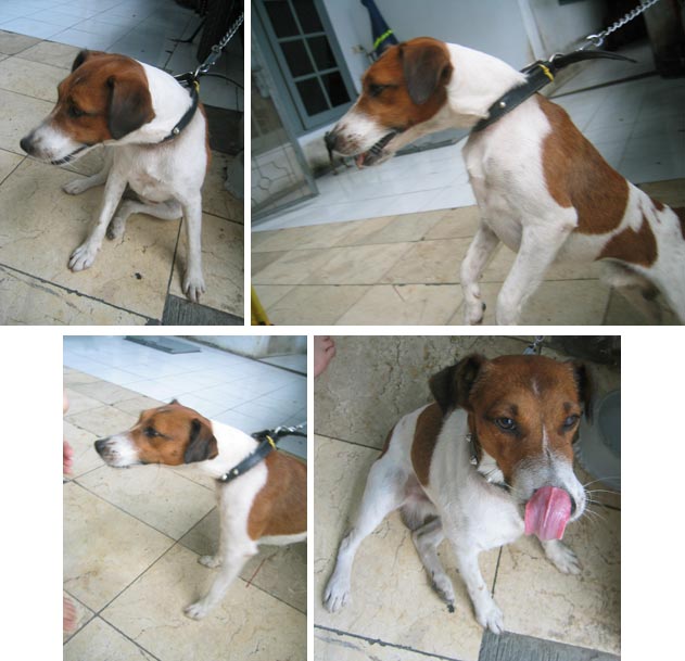 Fox Terrier Hilang Di Ampera 4