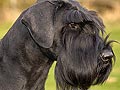 Giant Schnauzer
