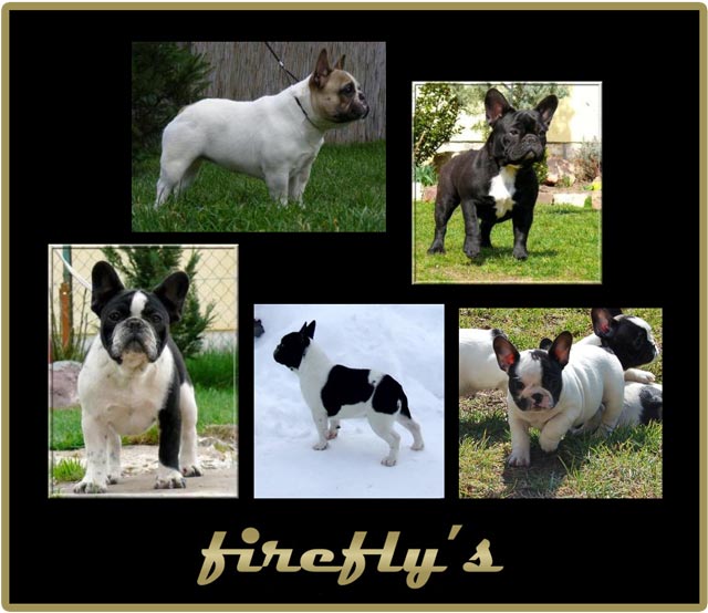 Fireflys Kennel 