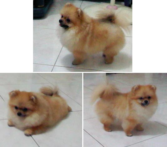 Oscar Von Gedong Delapan