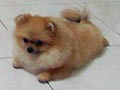 Oscar Von Gedong Delapan
