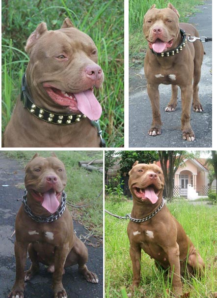 Ascot von Bulldozer