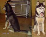 Wolfs Rain Cosmic Blessed Essence