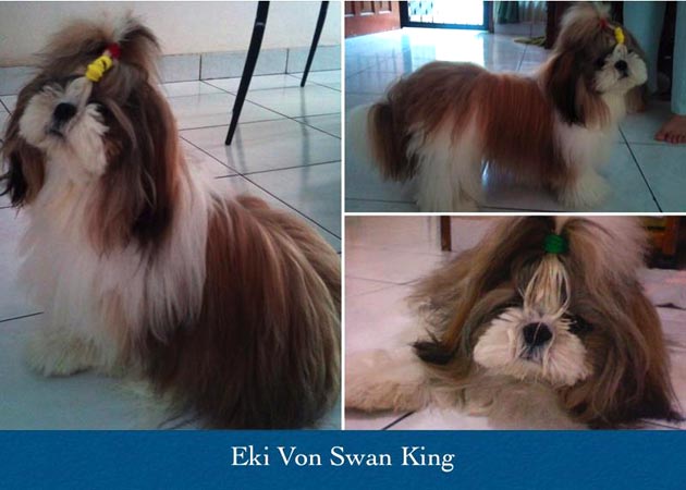 Eki Von Swan King