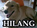 Golden Retriever Hilang Di Bekasi