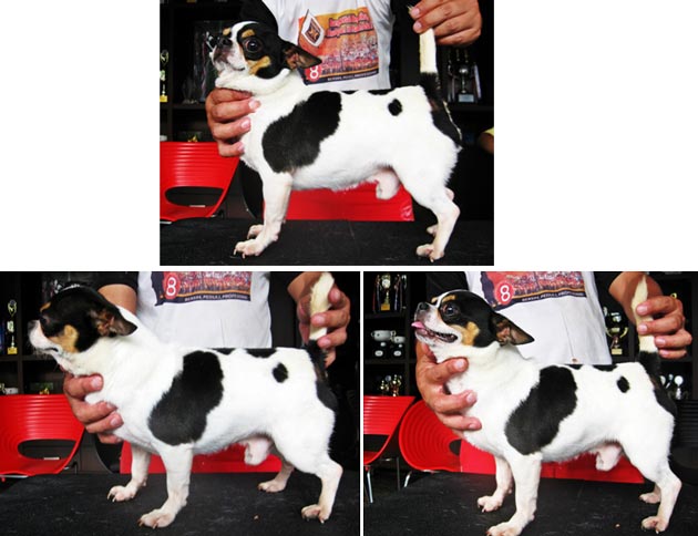 Grimo of Hung Kwang Kennel