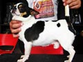 Grimo of Hung Kwang Kennel