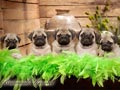 Britoniah Kennel