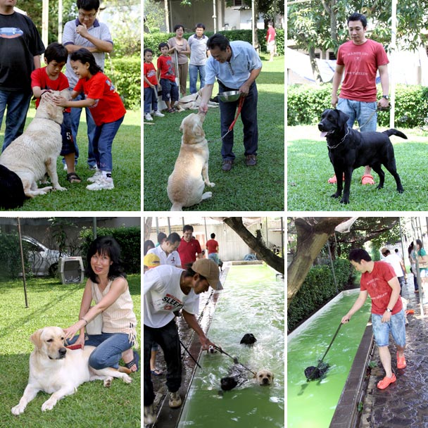 Liputan Gathering Labrador Retriever
