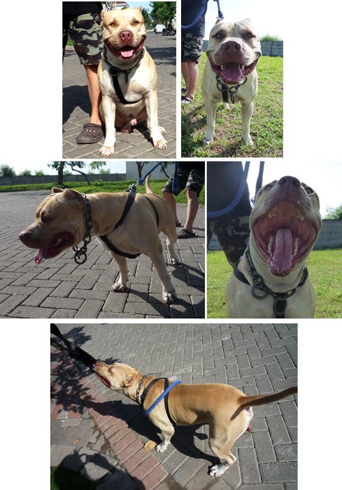 Koning Hond Bill Clinton