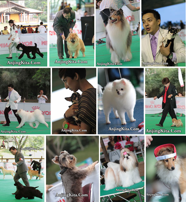 Juri Dilarikan Ke UGD