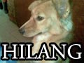 Anjing Mixed Breed Hilang Di Gading Serpong