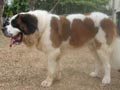 Einar Prince von Silk Kennel