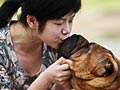 5 Menit Sebelum membeli Anjing