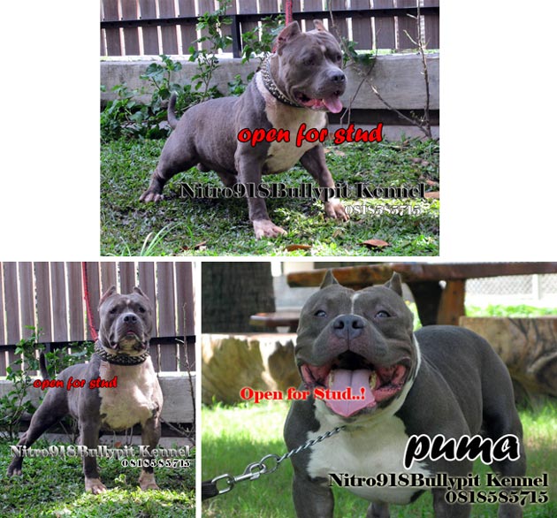 Mighty Puma The Nitro918Bully Kennel