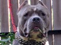 Mighty Puma The Nitro918Bully Kennel