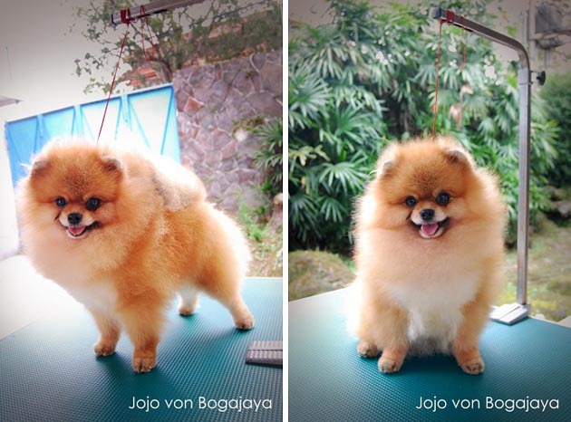 Jojo von Bogajaya