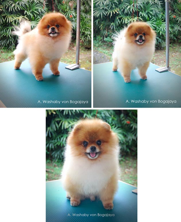 A.Washaby von Bogajaya