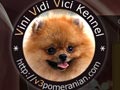 Vini Vidi Vici Pomeranian