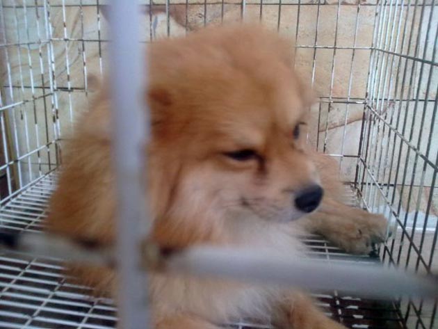 Pomeranian Hilang di Regency Melati Mas Serpong