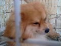 Pomeranian Hilang di Regency Melati Mas Serpong