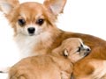 Pertimbangan Sebelum Membiakkan Anjing