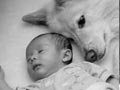 Bayi Dan Anjing Anda
