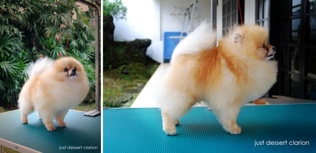 Just Dessert Clarion