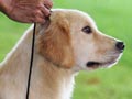 Mengajari Anak Anjing Memakai Tali Tuntun